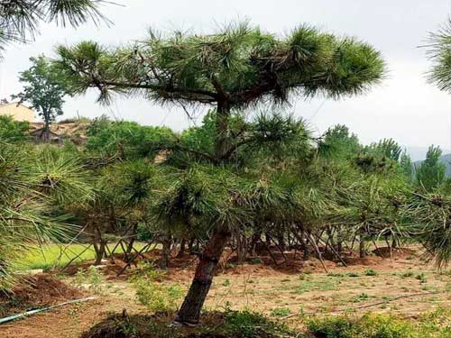 有机农药Beautiful landscape black pine