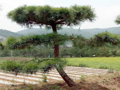 有机农药Appreciating landscape black pine