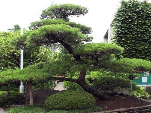 有机农药Graceful sculpted pine tree