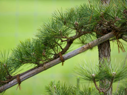 有机农药Sculpted pine tree