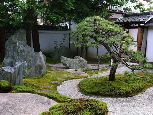 有机农药Sculpted black pine tree