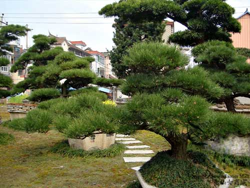 有机农药Sculpted black pine tree