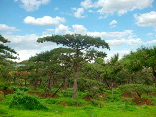 有机农药Urban landscape pine tree