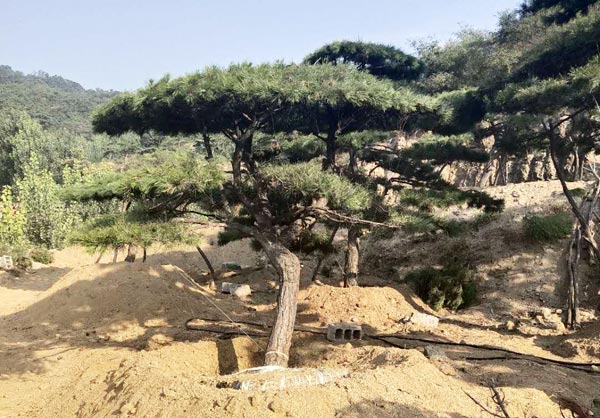 What are the growth habits of sculpted landscape pine trees, specifically the oil pine?