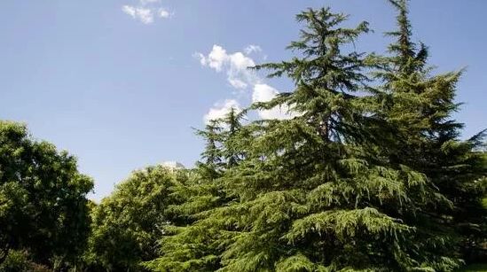 How to Improve the Survival Rate of Transplanted Pine Trees