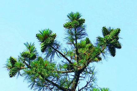 Why do city pine trees fail to produce pine cones for many years?