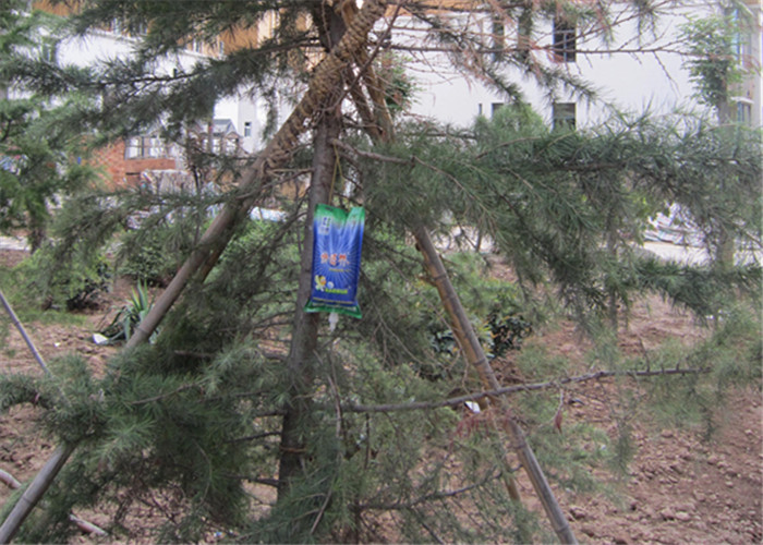 How to Supplement Nutrient Solution for Pine Trees in Summer