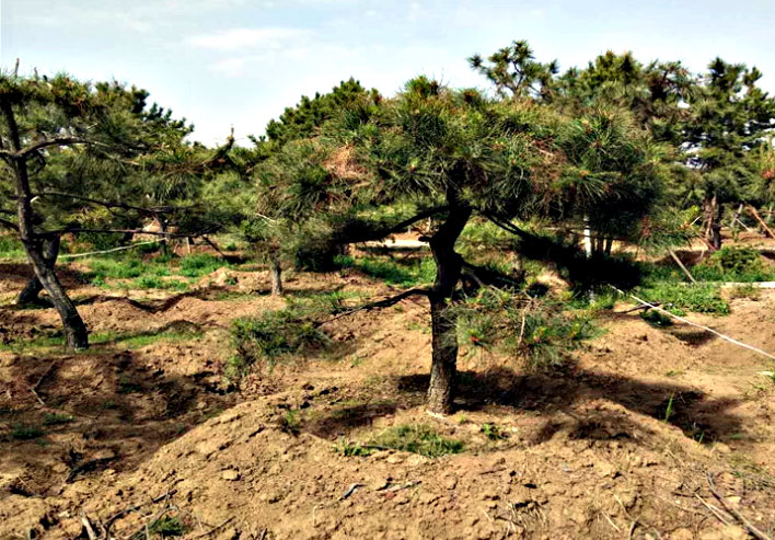 有机农药造型松树 造型景观松树