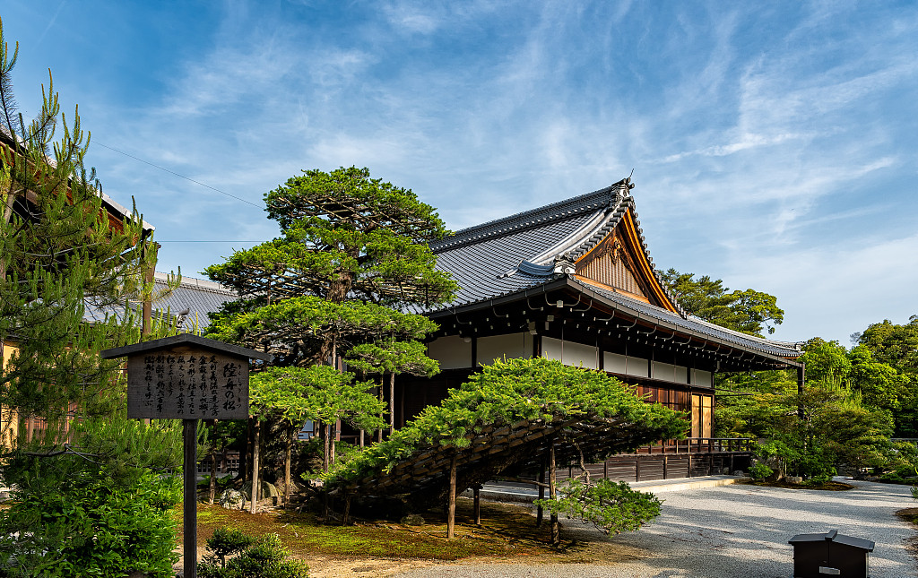 庭院松树