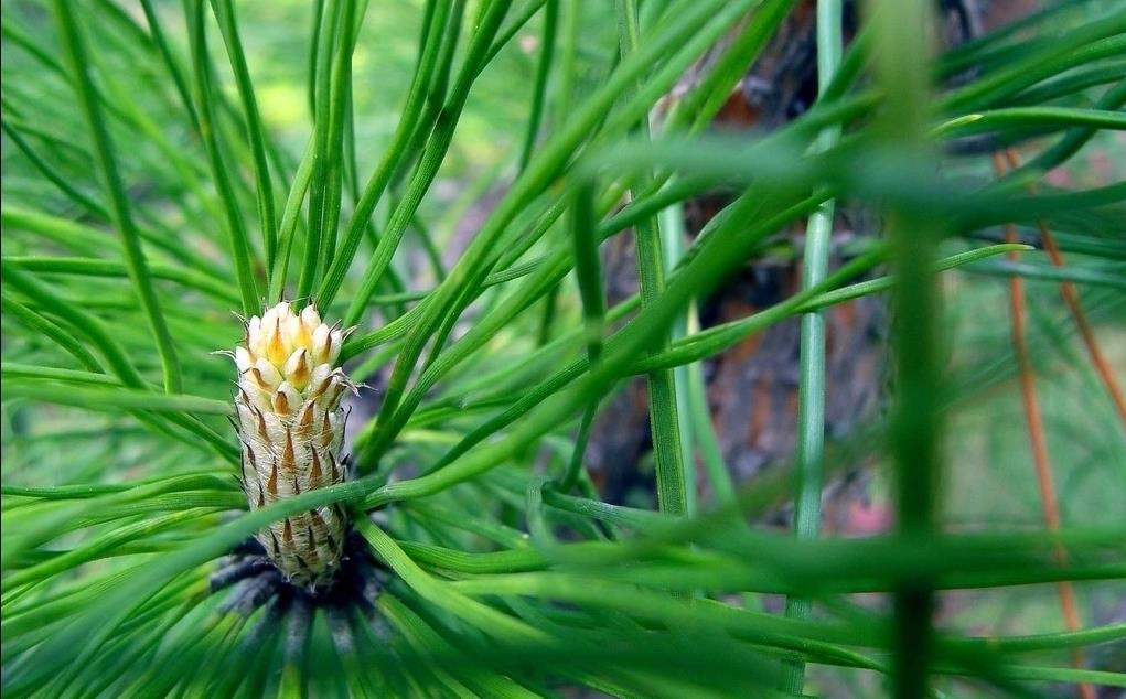 松树的松针和松球在花卉种植中的妙用