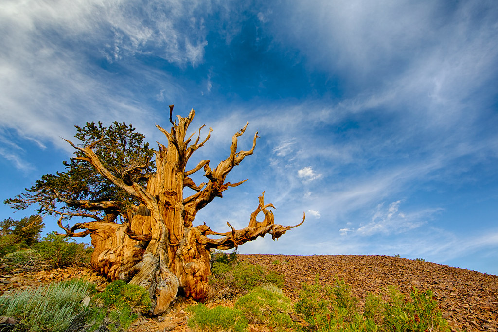 Methuselah Tree