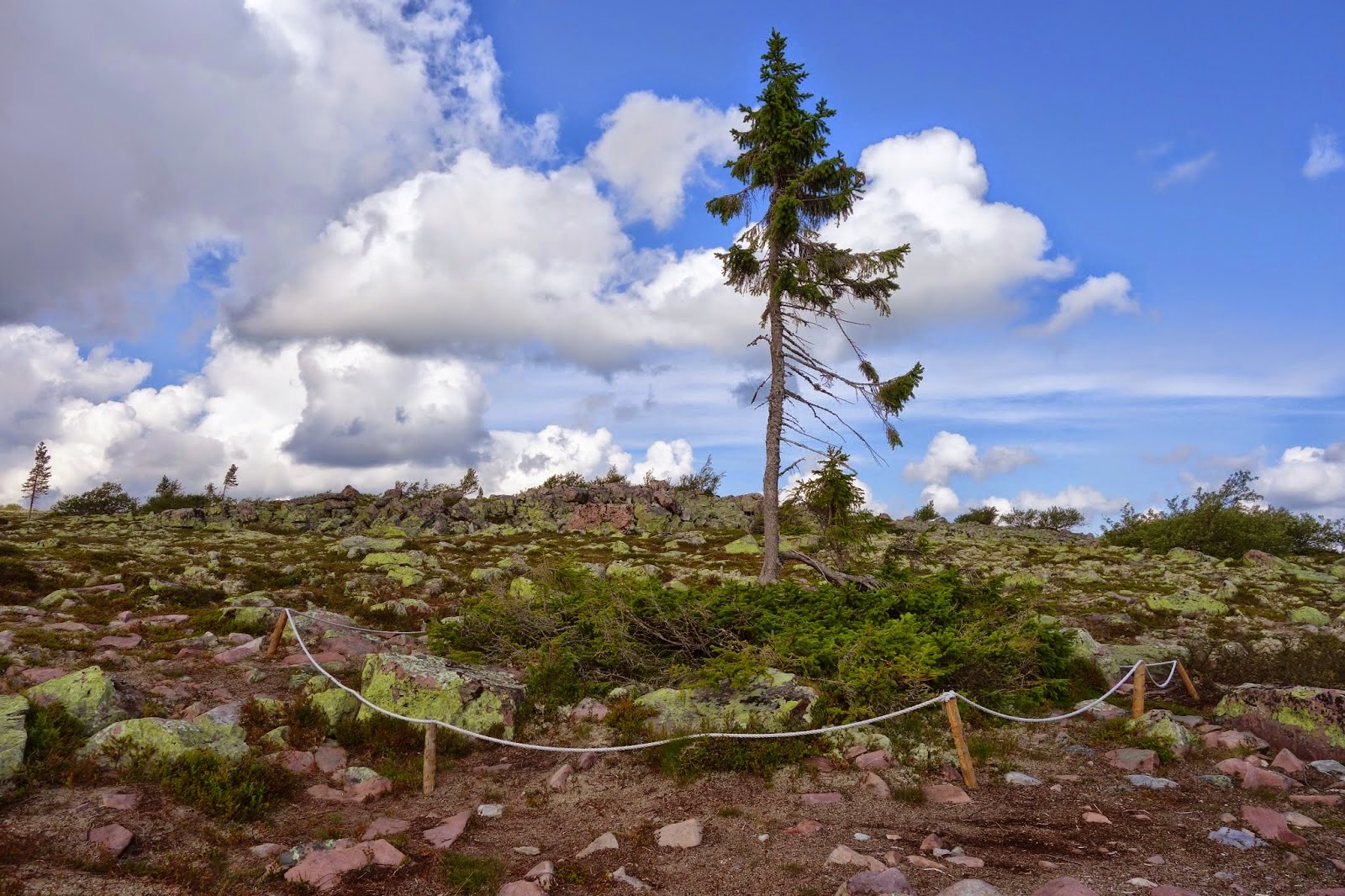 Old Tjikko