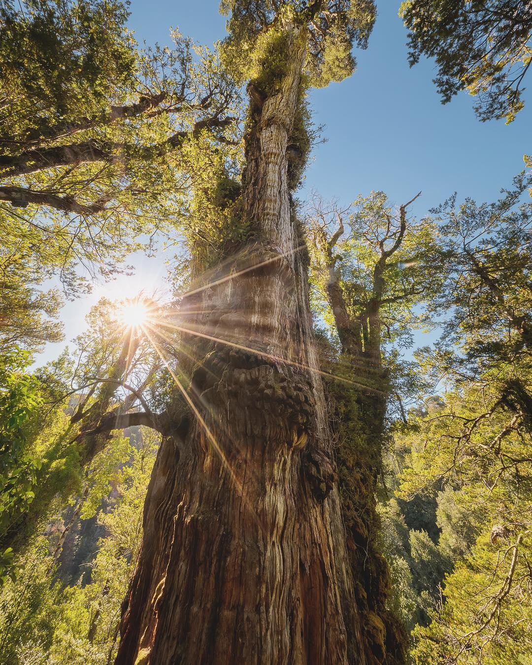 Alerce Tree